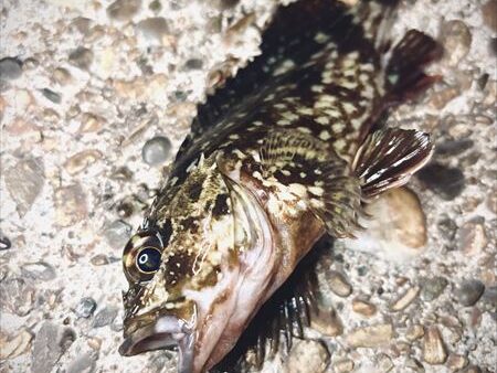 3魚種達成です