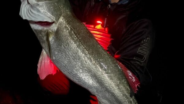 ニゴイ稚魚パターン炸裂