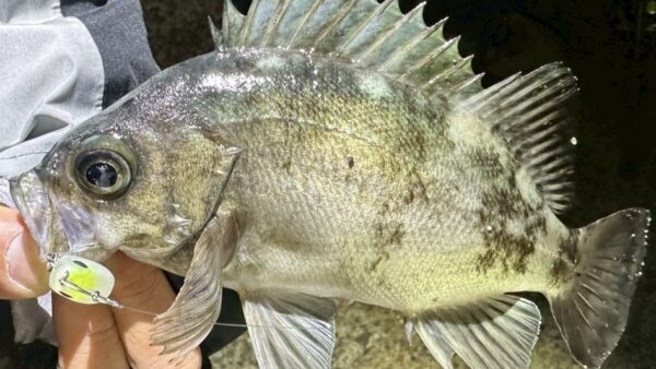 ザブララファエルで潮の変化を探す