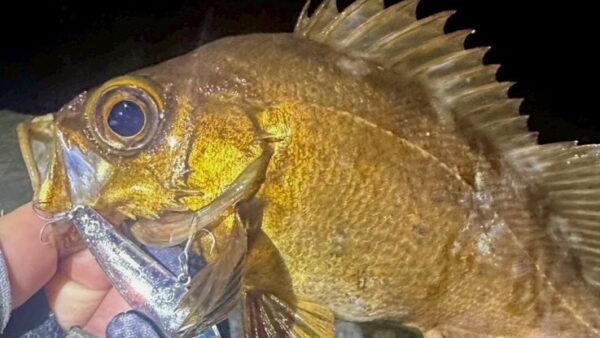 ザブララファエルで狙うストラクチャー周りのメバル