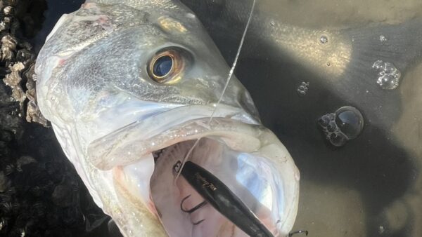 「釣れた1匹」より「釣った1匹」