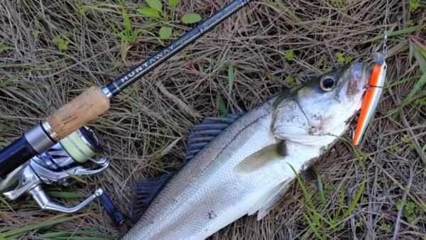 シーバスにチヌに盛りだくさん釣行