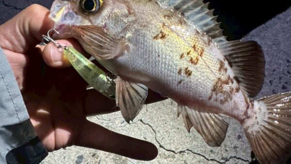 メバルの浮き沈みをルアーローテーションで攻略！