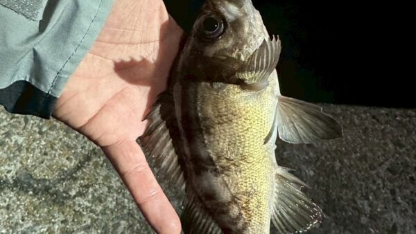 タフな時ほどザブララファエル！