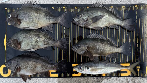 ザブララファエルだからこそ出来る、沖の一級ピンスポット攻略