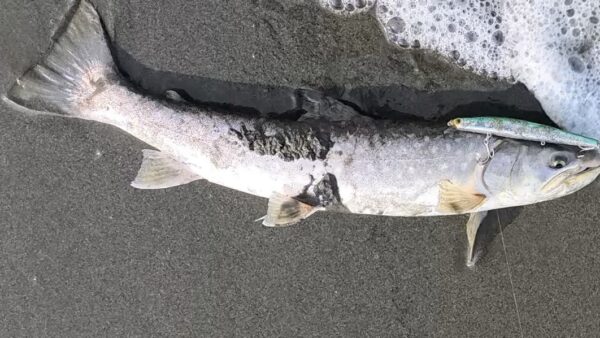 このミノーで釣りたかった