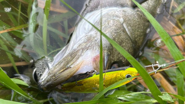 福井へ短時間釣行