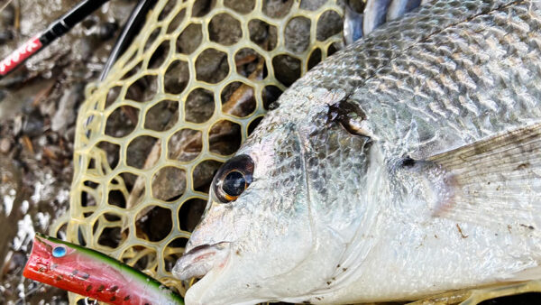 スイカの集魚力は凄まじい