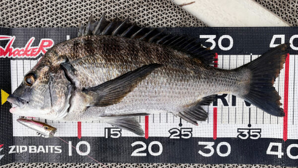 浜名湖トップチヌと言えば