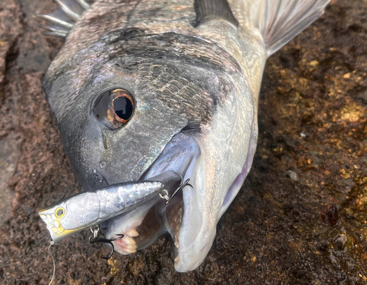 磯で初めてのチヌ | ZIPBAITS ジップベイツ