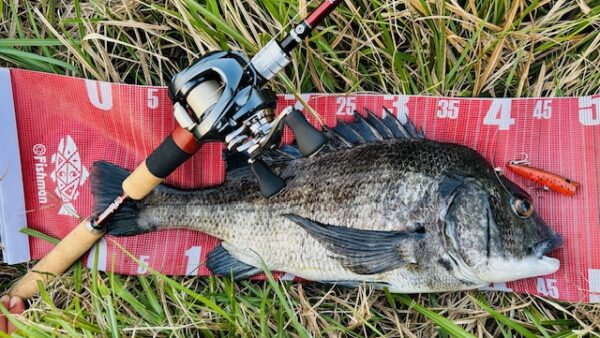 東京湾河川ポップなカラーでチヌトップをもっと楽しく！