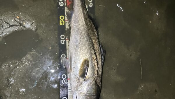 SSM120の威力