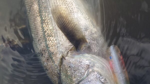 秋の気配！？河川で狙うトップシーバス