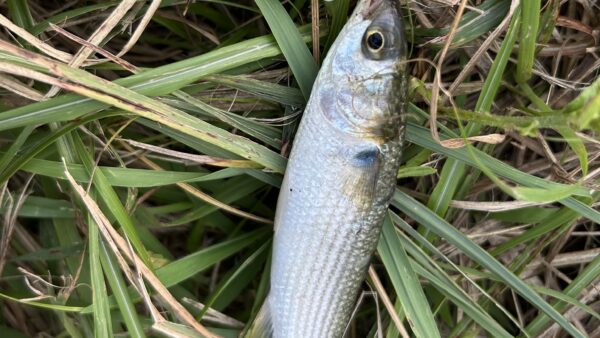 【ネタ】ザブラポッパータイニーで新たなジャンルの釣り開拓？