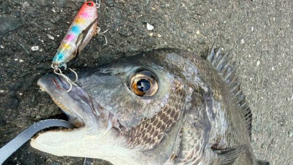 浜名湖チヌトップデビュー