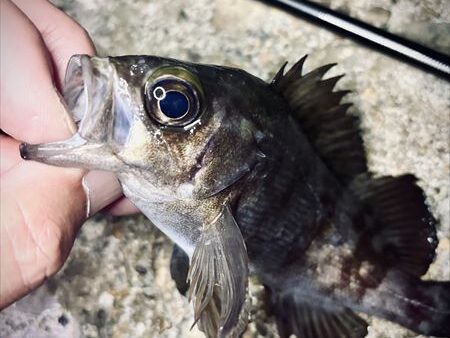 てかてかラファエル