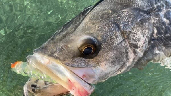寒いけど激熱！！浜名湖トップゲーム