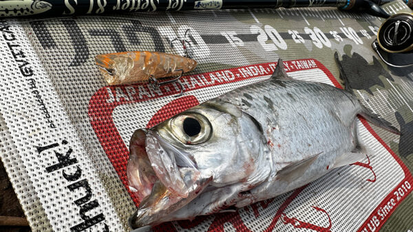 ザブラポッパーで念願のターポンが釣れました