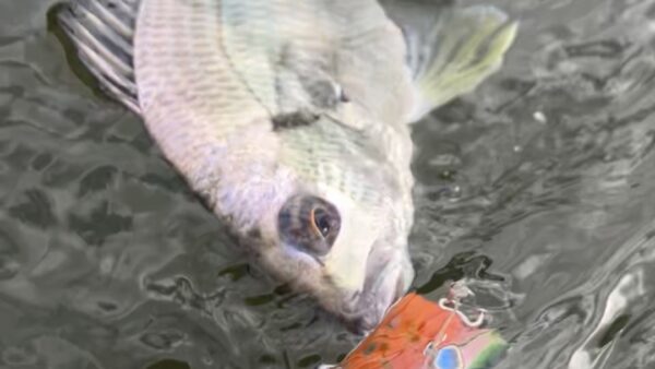 ライトゲームもしかり