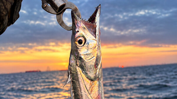 荒れ気味の東京湾で3魚種キャッチ!ローズピンクUVに反応集中