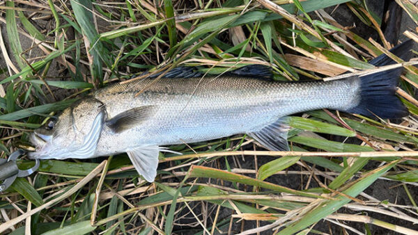 釣れ無さ過ぎて…も