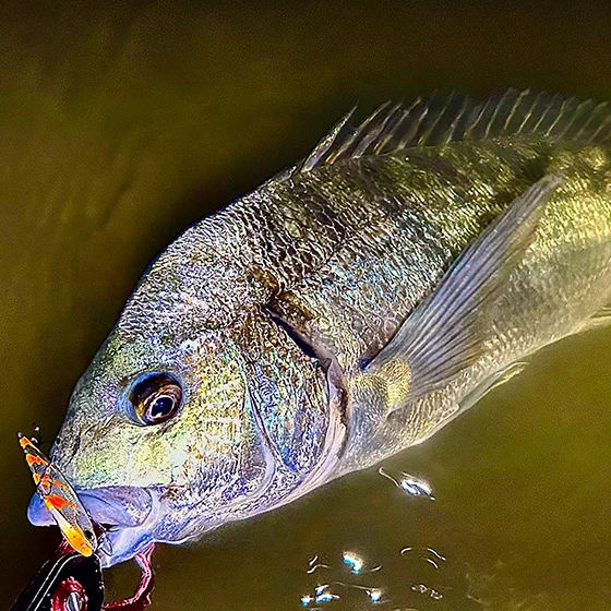 【レポート更新しました】
⁡
千葉県のジップベイツユーザー
P.N @hiro8008fishingrm 様よりレポートを頂きました! 
⁡
フォールでのバイト止まらず超黒鯛RUSH！
⁡
『餌？否！ザブラバイブです』
レポートはプロフ記載のURLから↓
@zipbaits_com
⁡

#fishing
#zipbaits
#釣果
#内房
#クロダイ