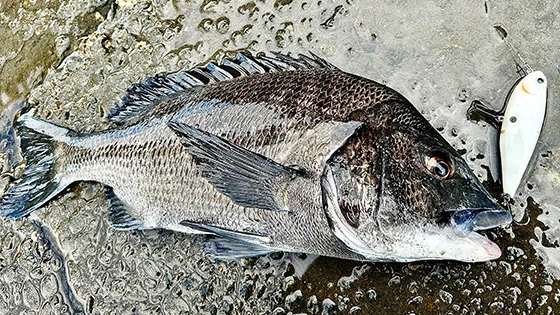 【レポート更新しました】
⁡
千葉県のジップベイツユーザー
P.N @hiro8008fishingrm 様よりレポートを頂きました! 
⁡
オカルト話がヒットの鍵?!

『チヌトップの新たなる兵器』⁡
レポートはプロフ記載のURLから↓
@zipbaits_com
⁡
⁡
#fishing
#zipbaits
#釣果
#内房
#チヌトップ