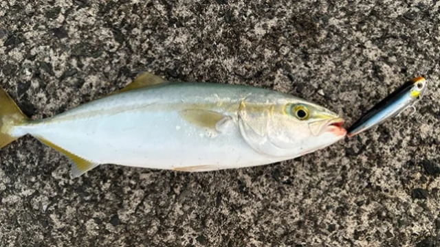 【レポート更新しました】

岐阜県のジップベイツユーザー
P.N van 様よりレポートを頂きました! 

トップでサゴシ、ツバス、シオ連発！
⁡
『楽し過ぎる』
レポートはプロフ記載のURLから↓
@zipbaits_com
⁡

#fishing
#zipbaits
#釣果
#福井県
#青物